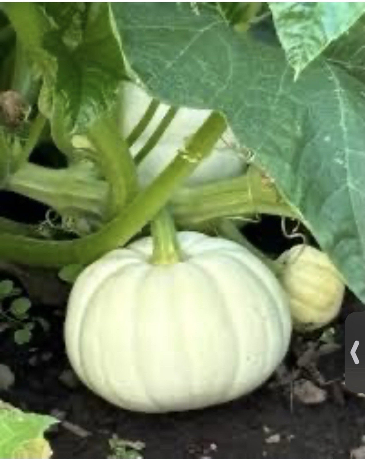 30 White Baby boo Pumkin Seeds Non GMO Free Shipping Fresh From USA