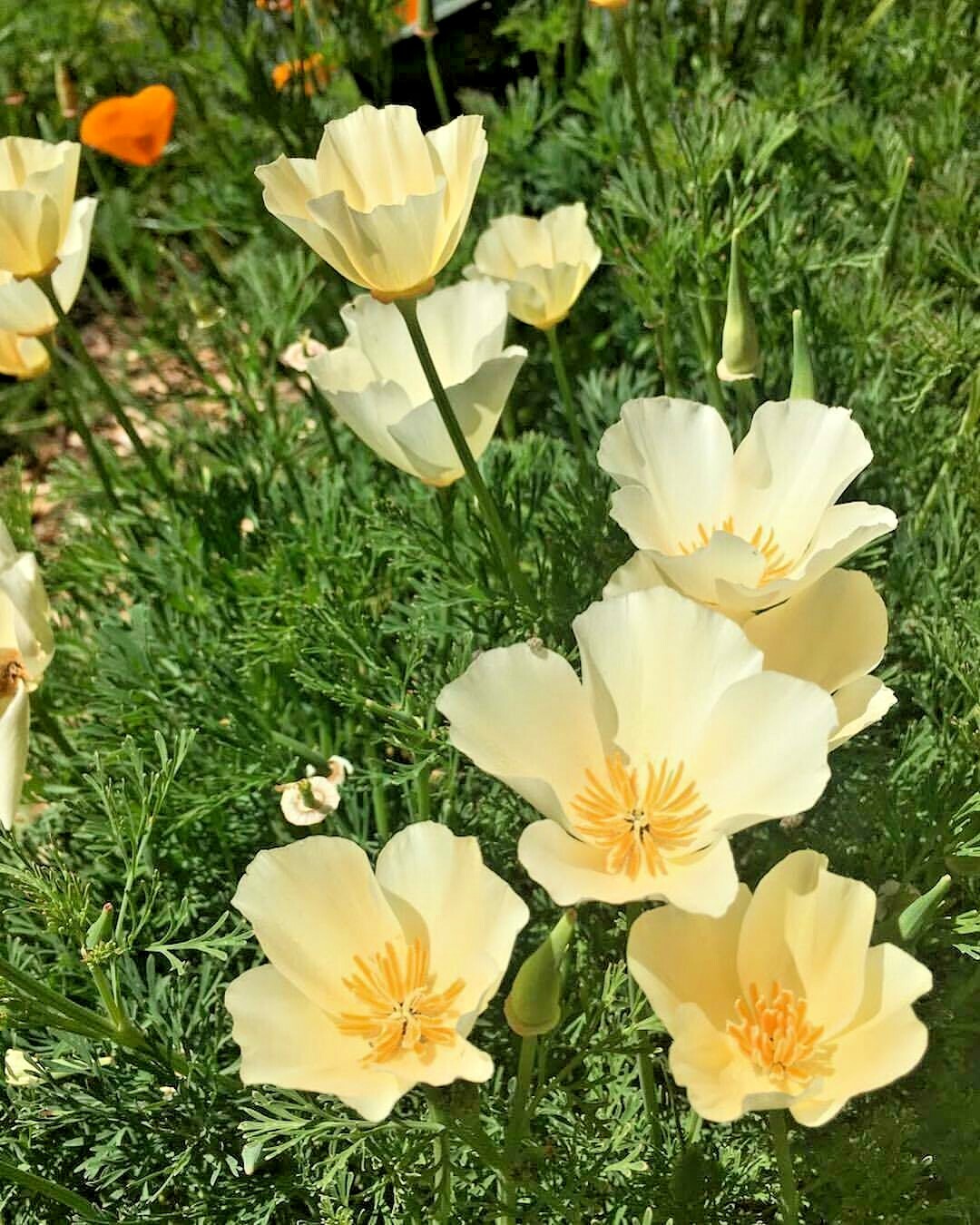 1001+WHITE Linen CALIFORNIA POPPY Flower Seed Native Wildflower Garden Container