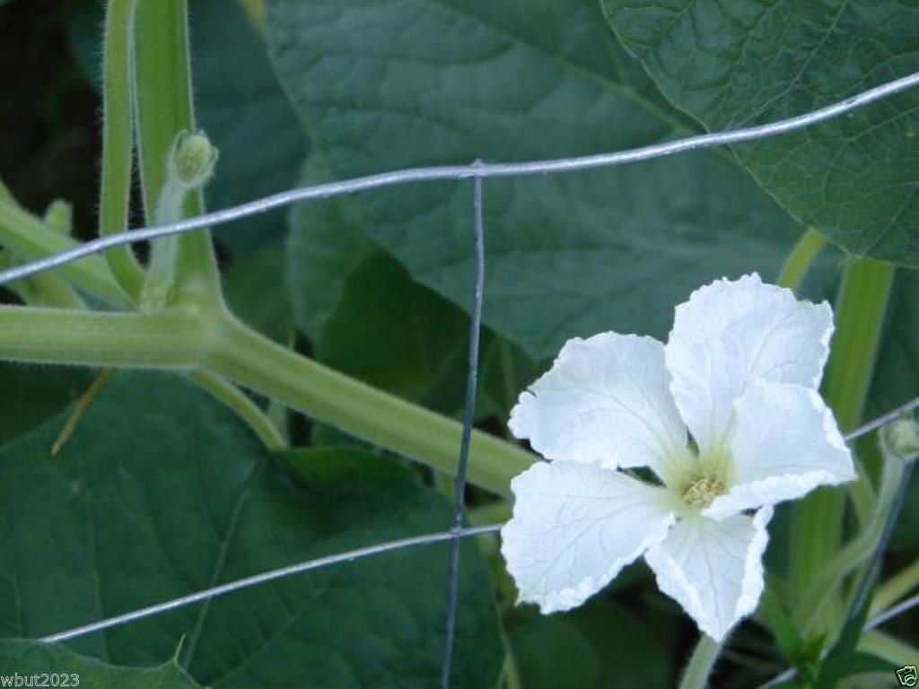Giant Bottle Gourd Seed, Lagenaria leucantha var gourda,For ornamental use only.