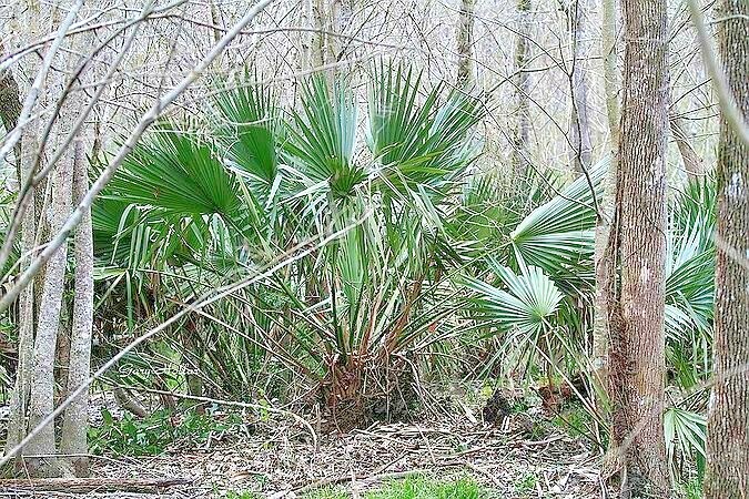 15 DWARF PALMETTO PALM SEEDS – Sabal Minor