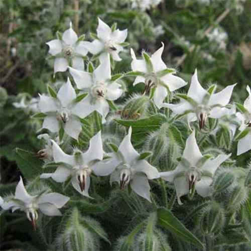 1000 Seeds White Borage Drought Tolerant Herb Garden Plant Seeds For Xeriscaping