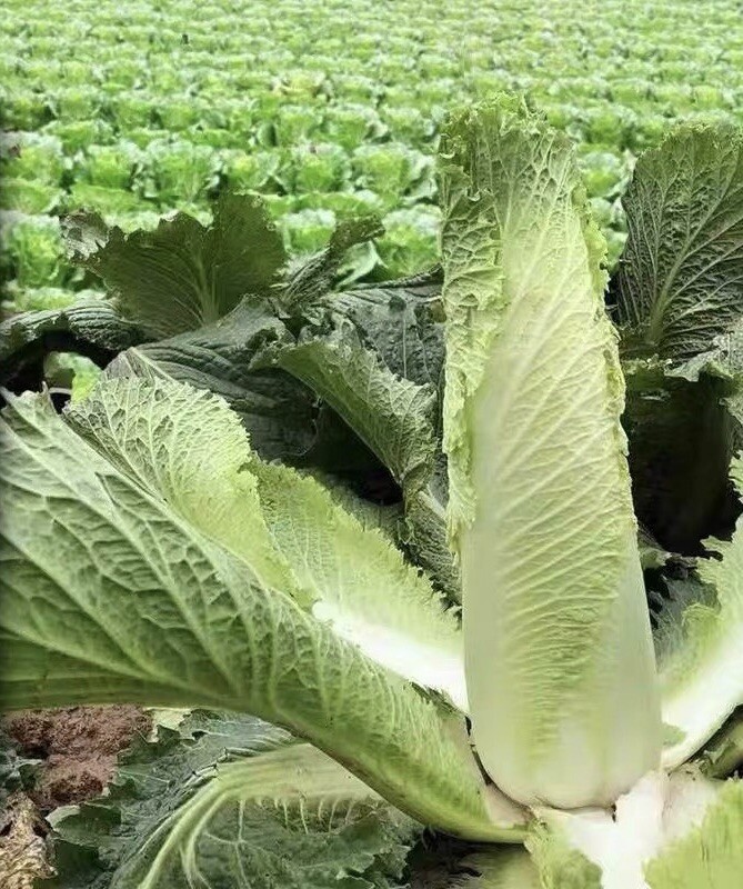 300+ Tianjin green cabbage Chinese Napa cabbage seeds 300多粒天津青麻叶大白菜种子 2023新种子