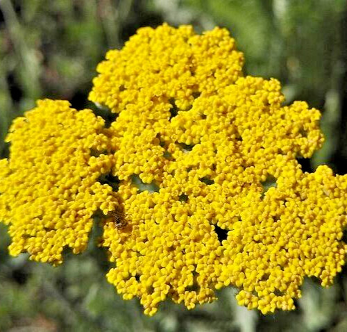 ACHILLEA CLYPEOLATA Seeds *FREE Shipping!* Yellow Yarrow Bulk Herb Flower Seeds