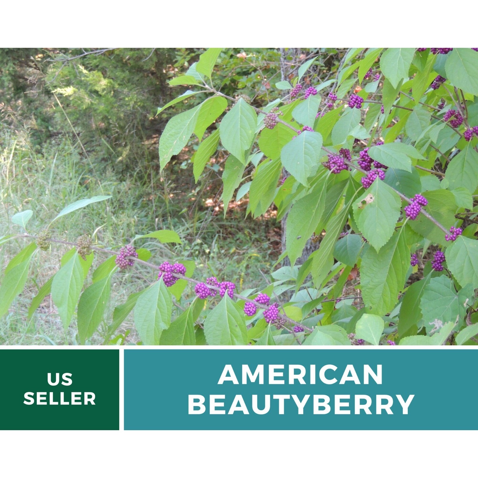 Beautyberry, American – 30 Seeds, Heirloom Shrub/Fruit (Callicarpa americana)