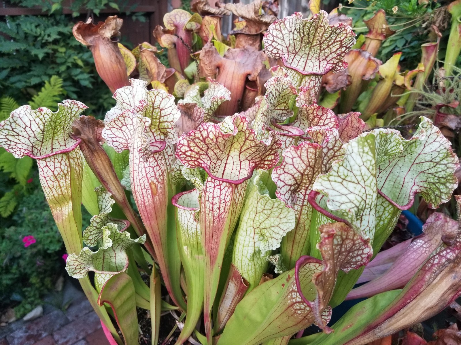 2025 SARRACENIA SEEDS: FAT MITCHELLIANA X LEUCOPHYLLA ALBA ROD’S FAVORITE