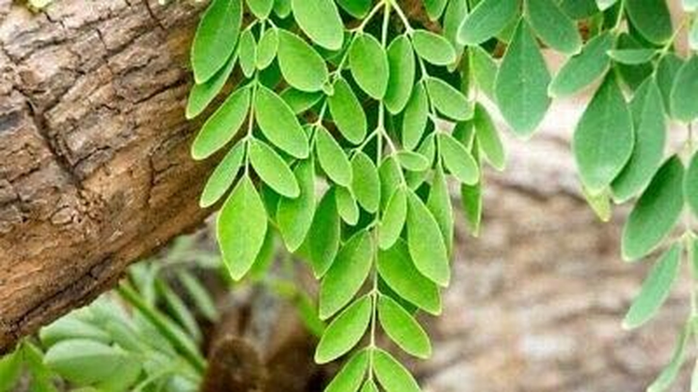 Tree of Life Bonsai Seeds | 20+ Seeds | Grow a Moringa Tree Bonsai, Highly