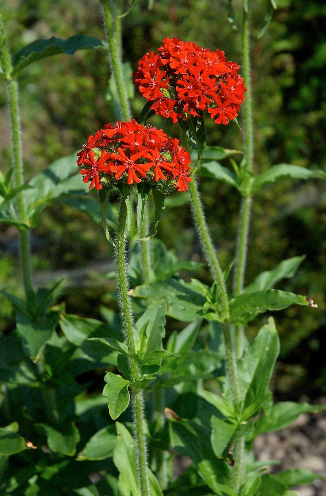 Lychnis chalcedonica MALTESE CROSS Seeds!