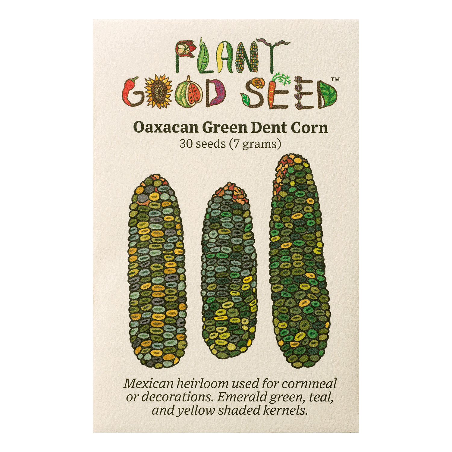 Oaxacan Green Dent Corn Seeds