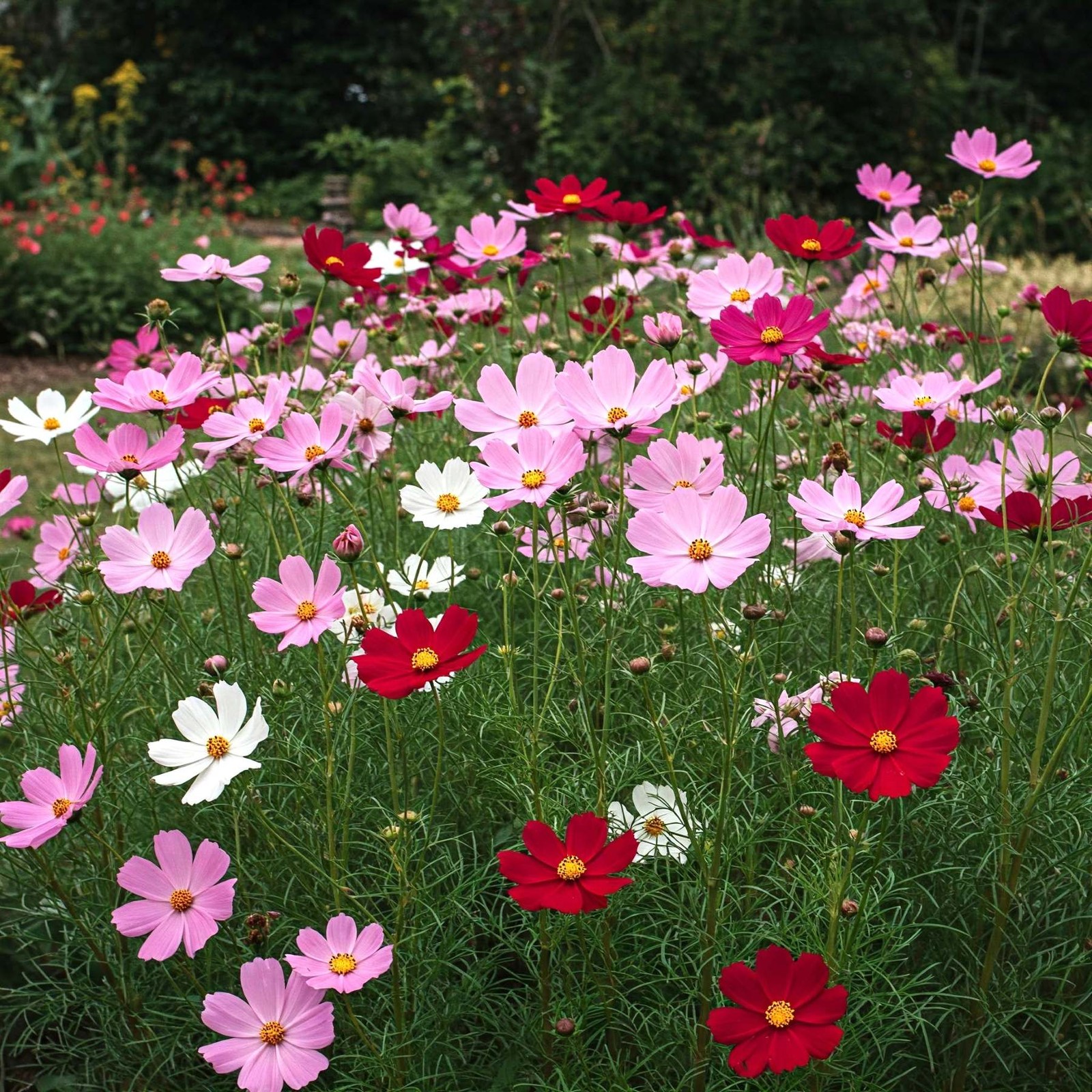 Mr. Fothergill’s Cosmos Tall Mix Seed Oh Sow Simple, Easy to Grow