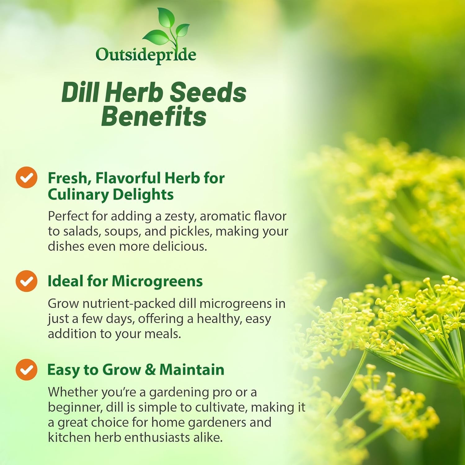 1 OZ Dill Microgreen Herb Seeds For Nutritious Sprouts & Greens