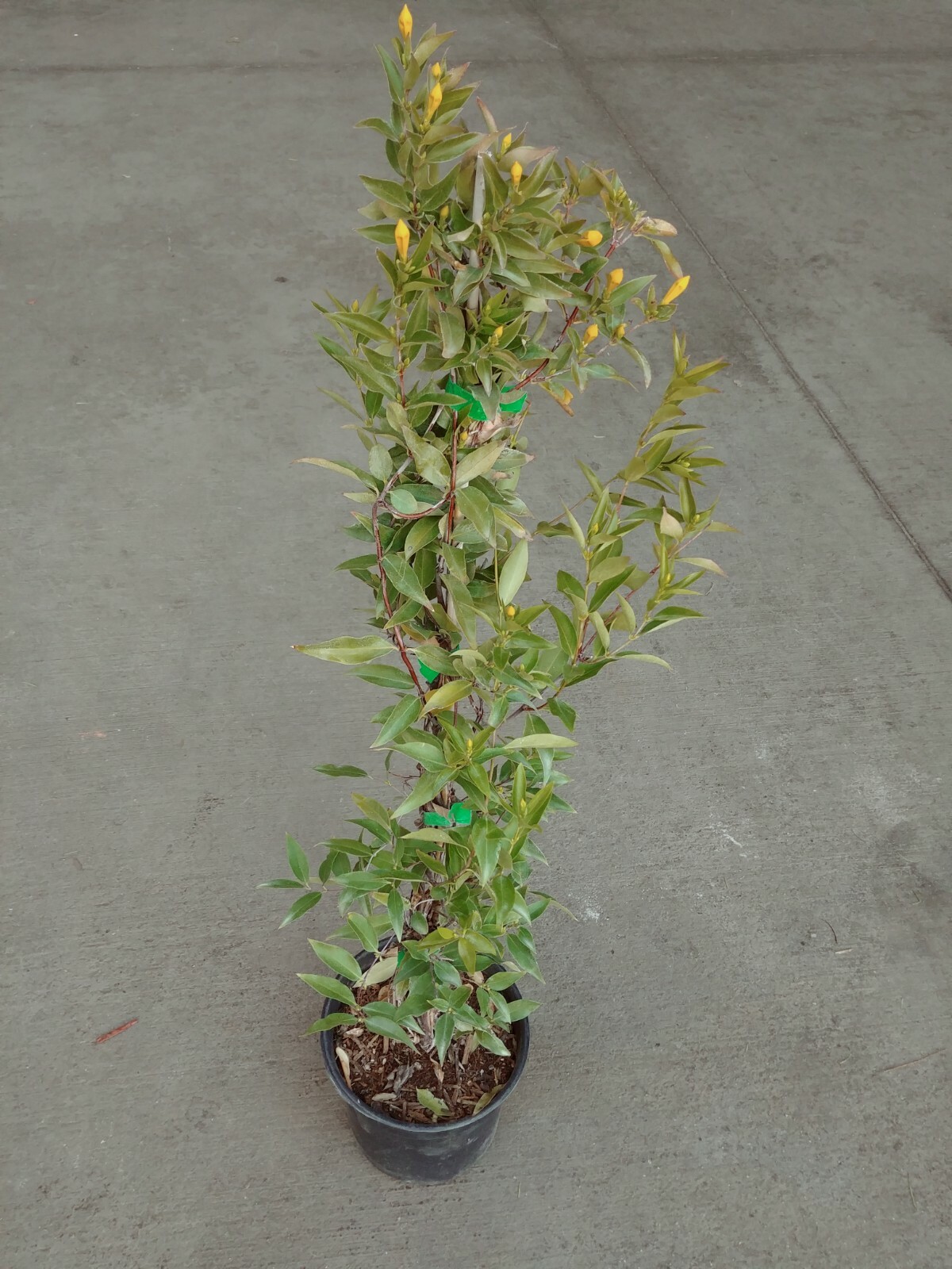 Carolina Jessamine Live Plants Yellow Flower