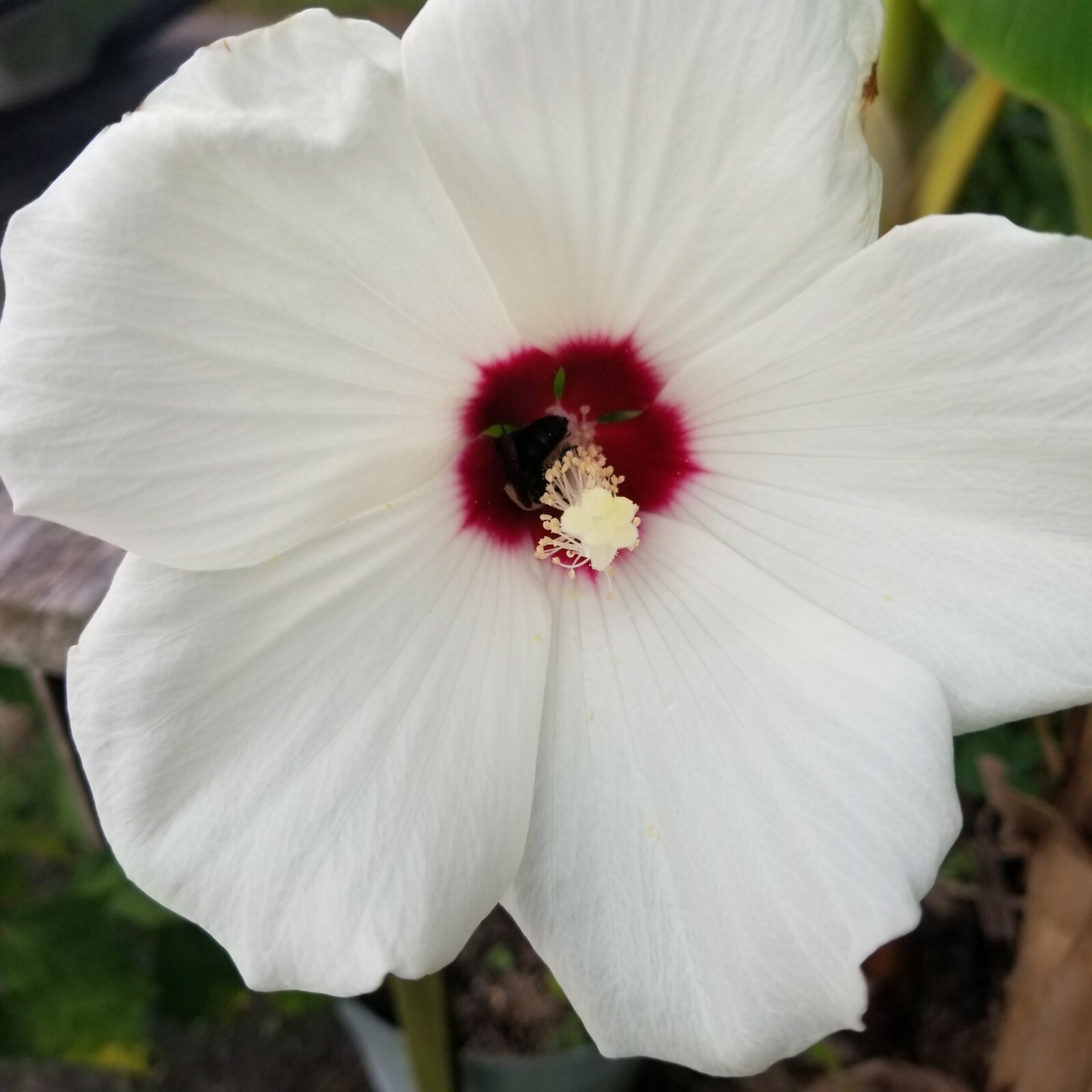 20 Fresh Luna White Perennial Hardy Hibiscus Rose Mallow Seeds