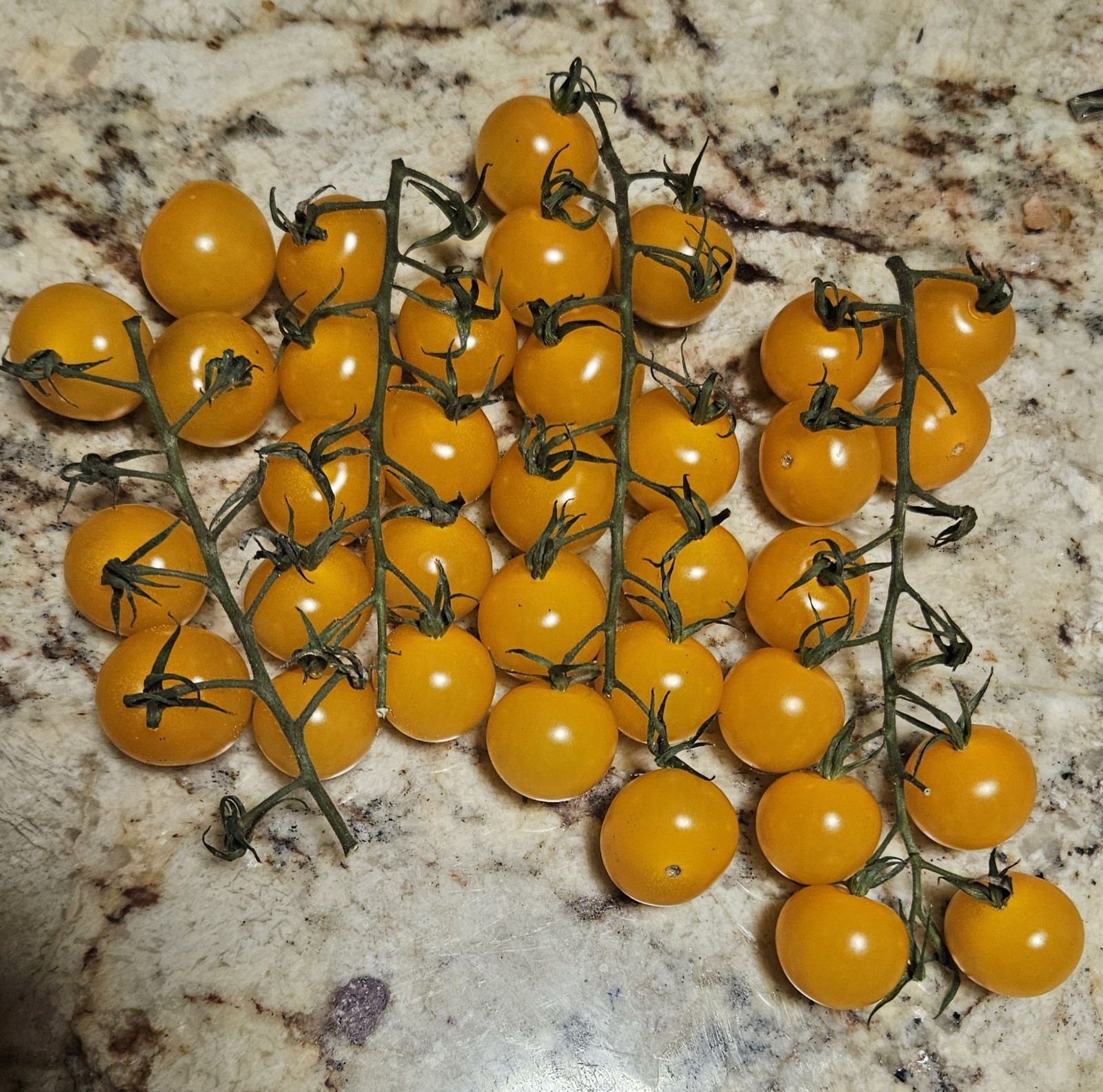 Lolli Bomb Orange Cherry Tomato Seeds (30) / Organic / Florida Grown / Rare