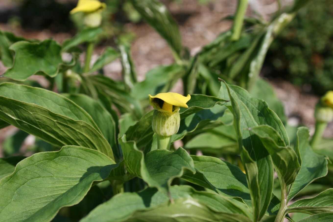 Arisaema flavum 15 Seeds – Yellow Cobra Lily