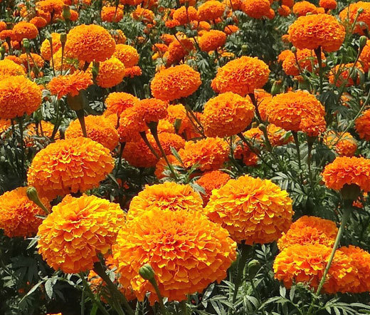 MARIGOLD CRACKERJACK MIXED COLORS Tagetes Erecta – 15,000 Bulk Seeds