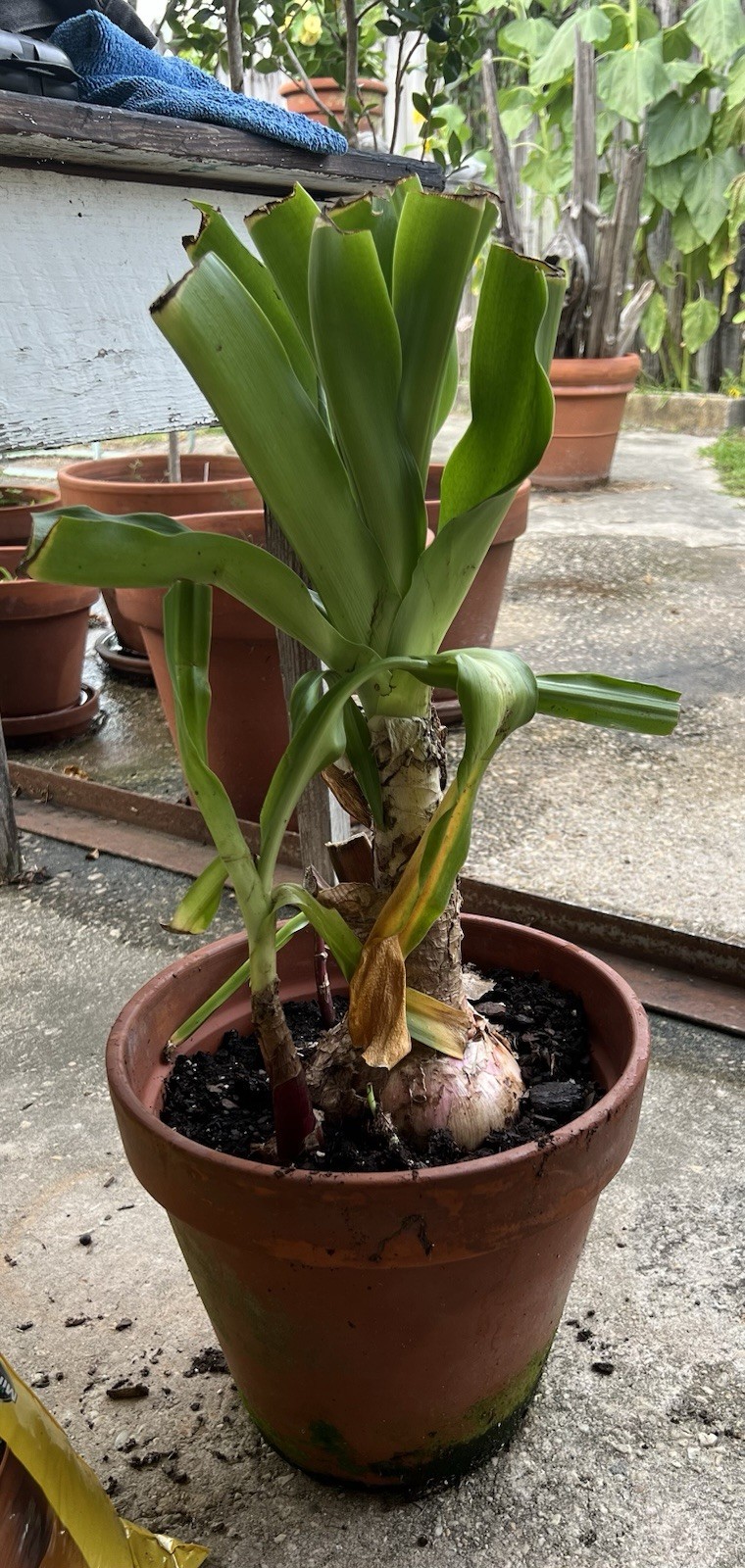 Beautiful Rose Pink Crinum Lily HUGE Bulb 5-6” Diameter!!