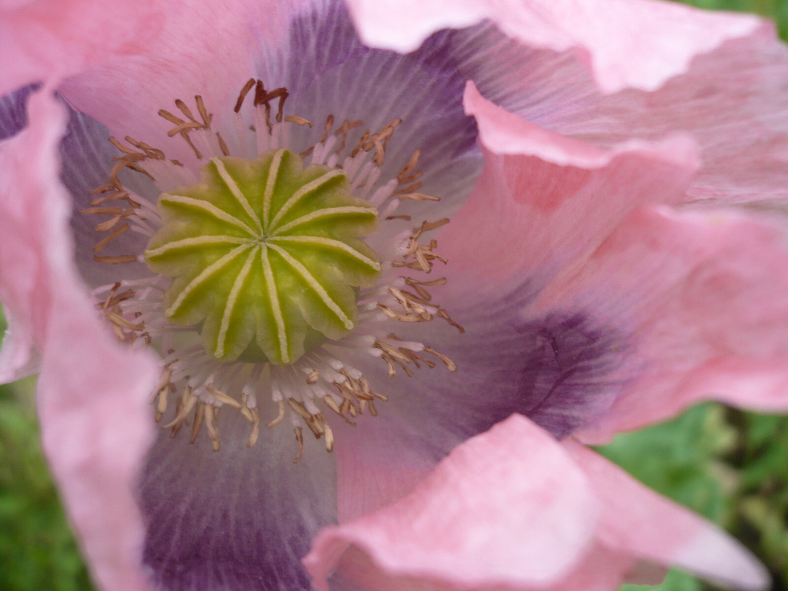 Shades of Pink “The Giant” Humongous Poppy Seeds 5000+ *PoppyQueen👑