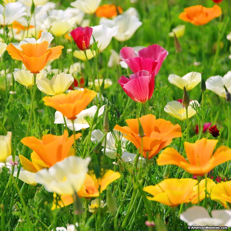 500+CALIFORNIA POPPY MIX Native Wildflower Seeds Flower Garden Patio Container