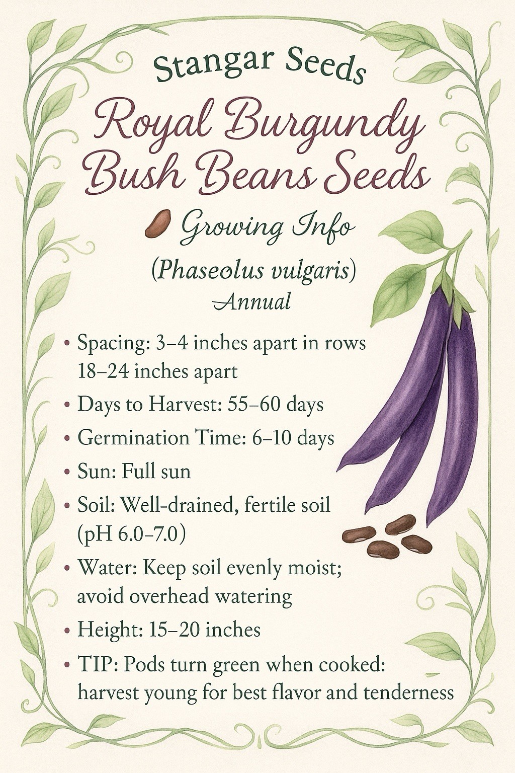 Royal Burgundy Bean Seeds | NON GMO Heirloom Purple Green Beans 51-day harvest