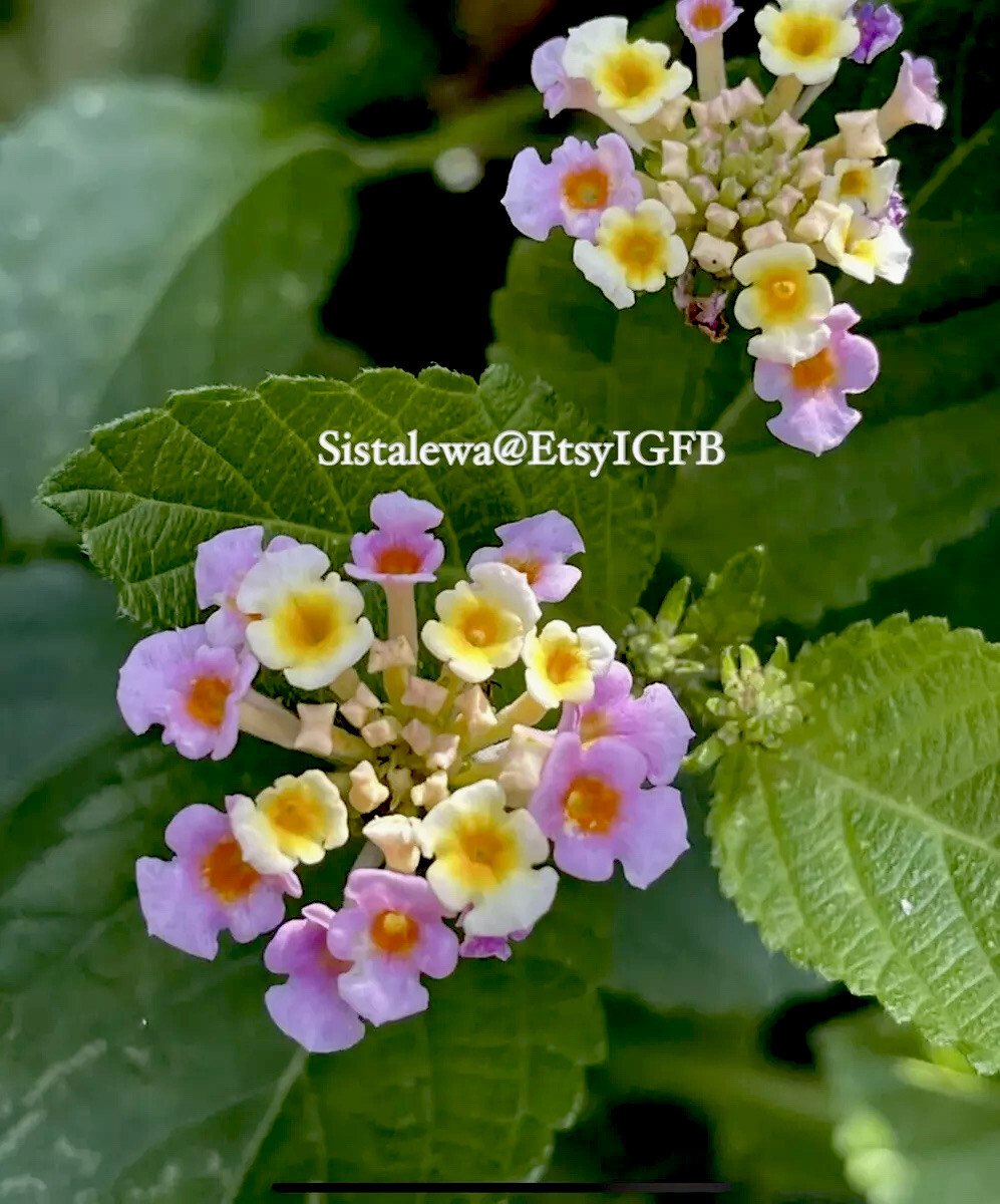 Lantana Camara Seeds (25)Colorfull flowers