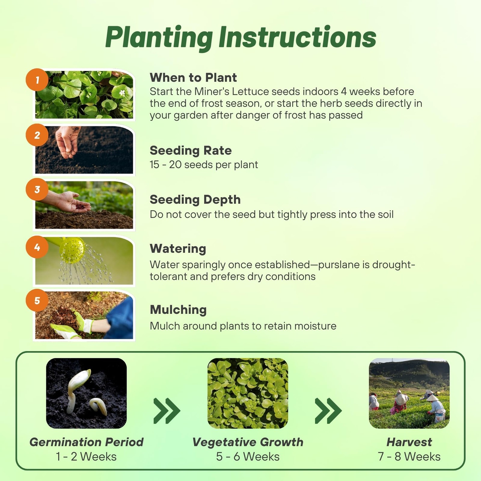 Winter Purslane Seeds 5,000 Pcs, Easy to Grow, NutrientRich for Culinary Use