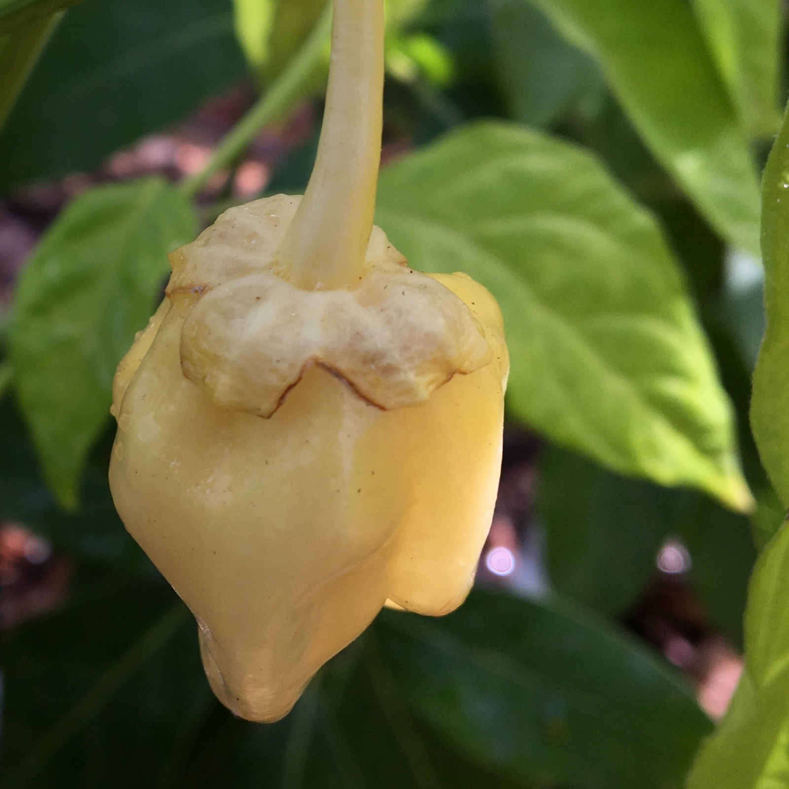 10+ White 7 Pot Bubblegum Pepper Seeds | Naturally Grown