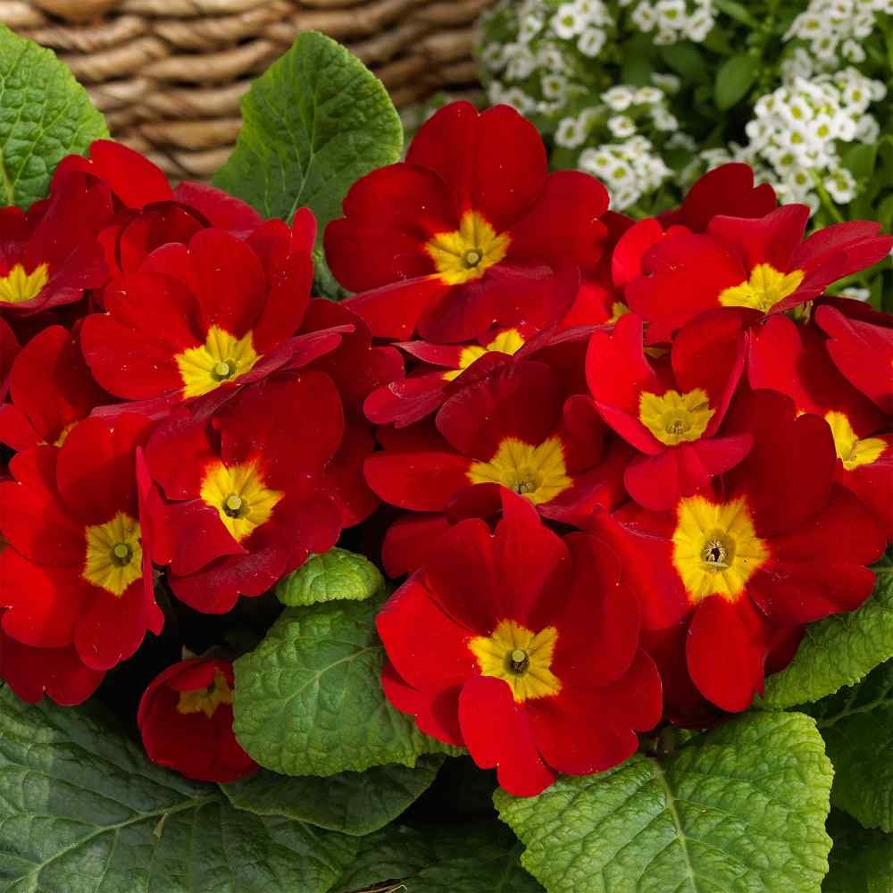 200 Seeds Primrose Seeds – Scarlet Primula Acaulis Flower Seed