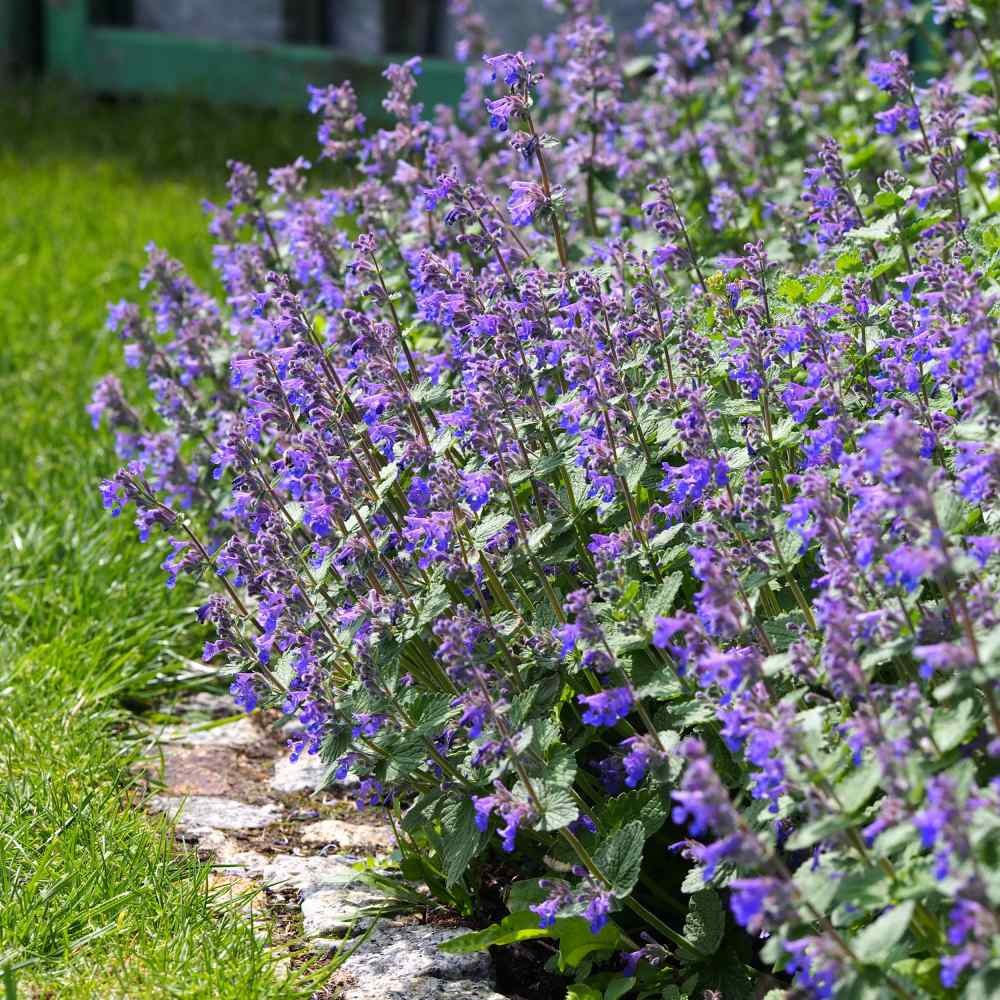 2000 Seeds Blue Catmint Seeds For Planting | Perennial Nepeta Flower Seeds