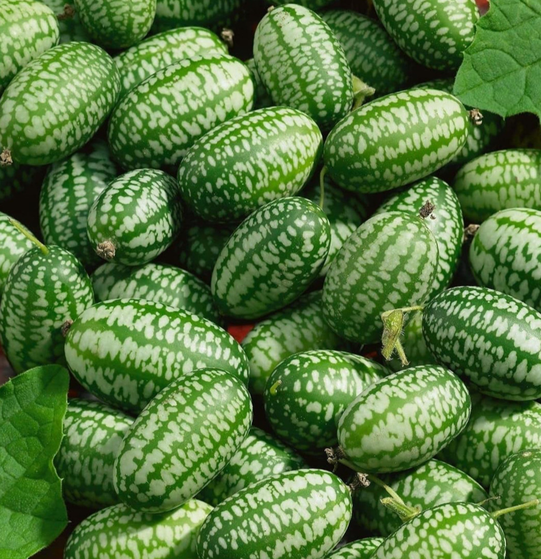 MEXICAN SOUR GHERKIN CUCUMBER SEEDS 15+ CUCAMELON Melothria scabra GARDEN VEGGIE
