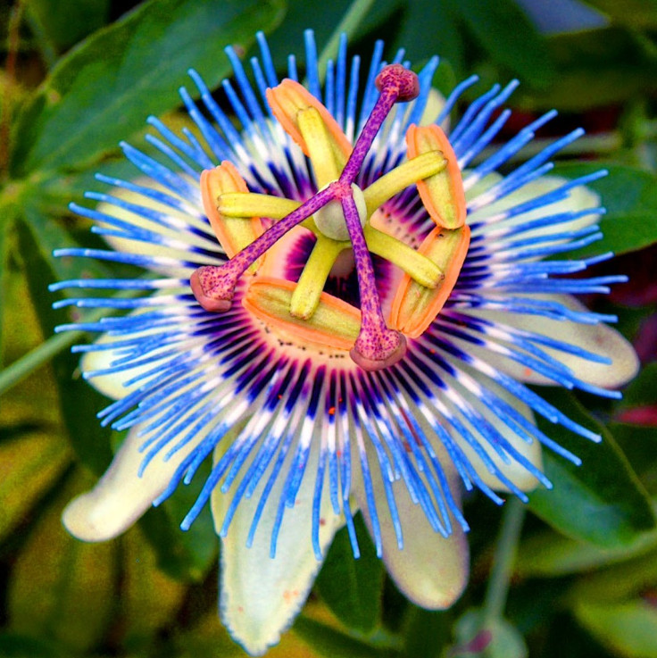 RARE BLUE PASSION FLOWER plant Tree 6 SEEDS -Attracts birds and Butterflies! USA