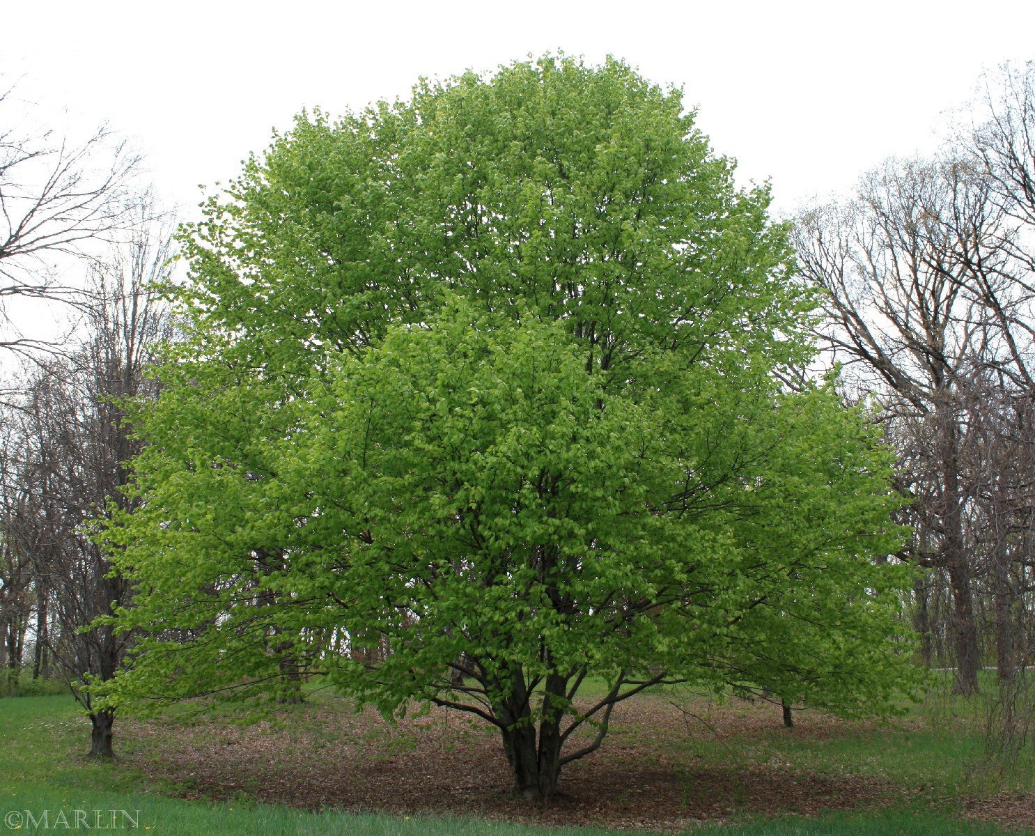 5 Oriental Beech Tree Seeds