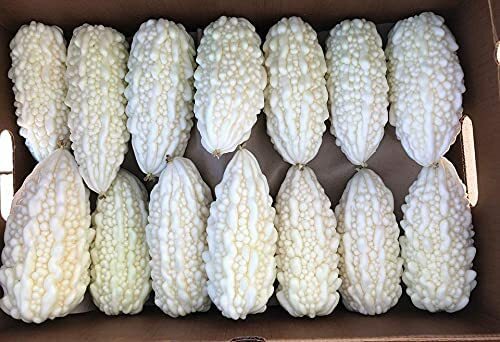 10 Exotic White Bitter Gourd Seeds for Planting Bitter Melon Gourd