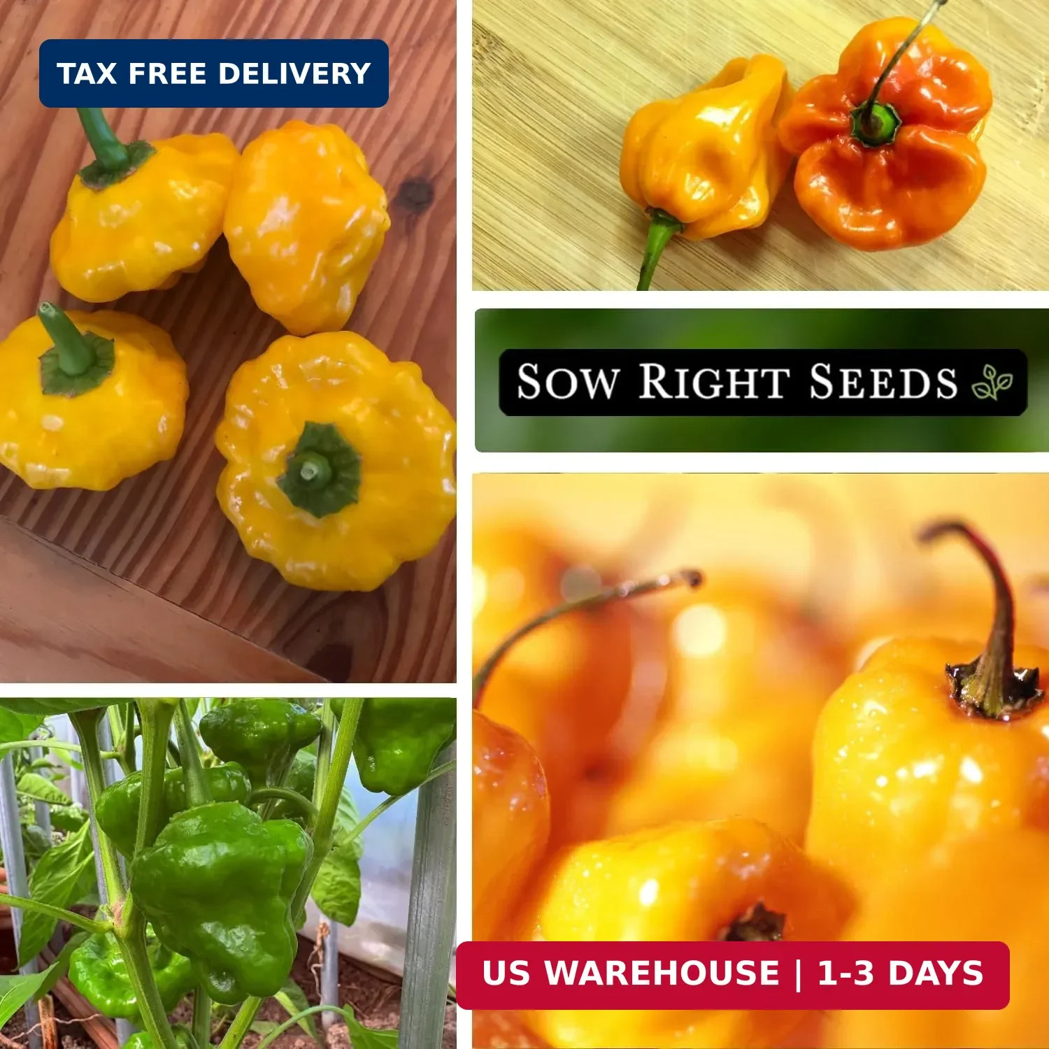 Sow Right Seeds – Scotch Bonnet Pepper Seeds for Planting – Hot Non-GMO Heirloom