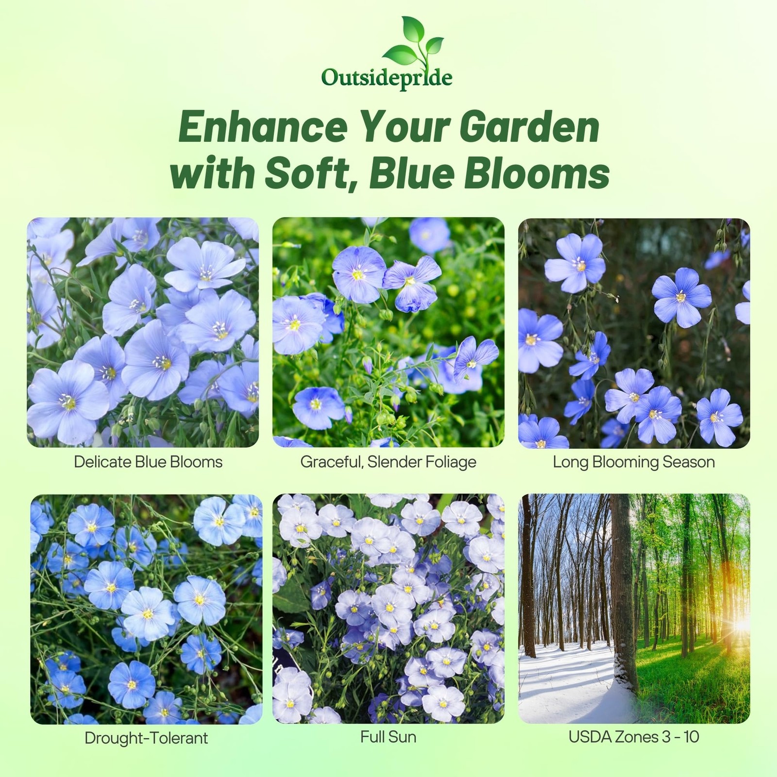 Blue Flax Seeds – 5000 Pcs Perennial Flower Seeds for Planting, -Seeding, Dro…