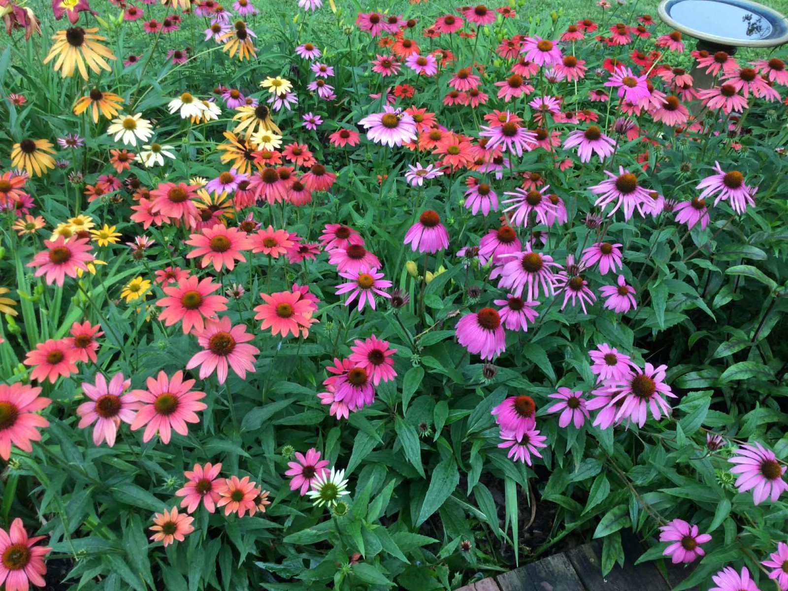 Premium Mixed Hybrid Coneflower Seeds – A Whimsical Garden Story in Every Pack