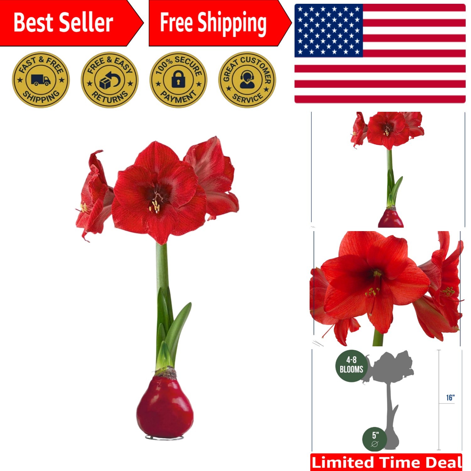 Low Maintenance Waxed Amaryllis Plant with Vibrant Red Blooms – Winter Cheer