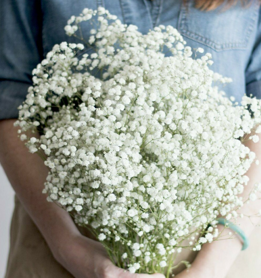 1000 BABY’S BREATH GYSOPHILA SEEDS WHITE FRESH HARVEST FOR 2024 GARDENS