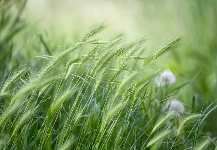 Rye Seeds 5 lb. Heirloom Wildlife Forage Cover Crop