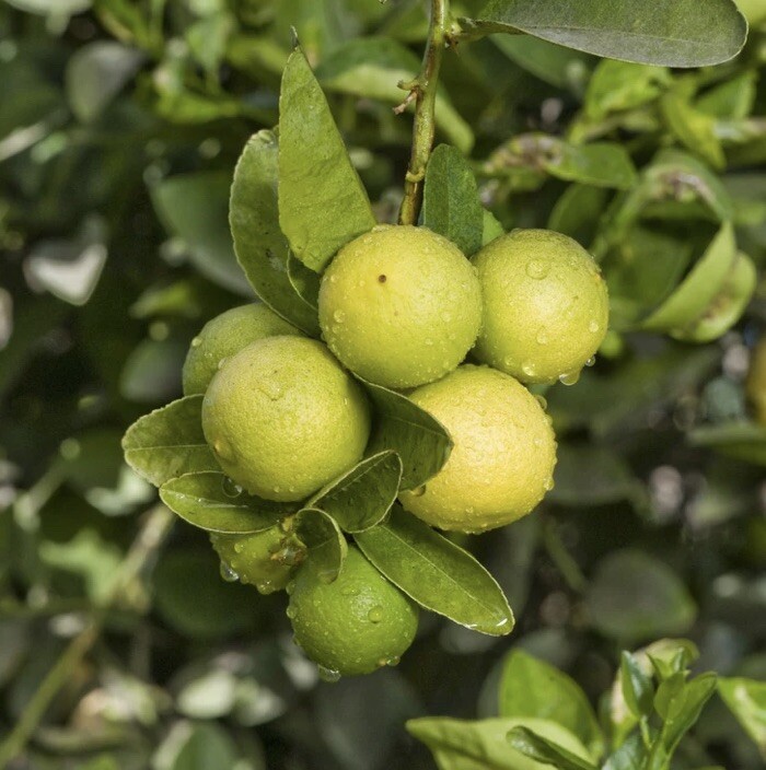 Florida only! Key Lime Tree (Thornless) Grafted plant 1 gallon 2-3 ft tall