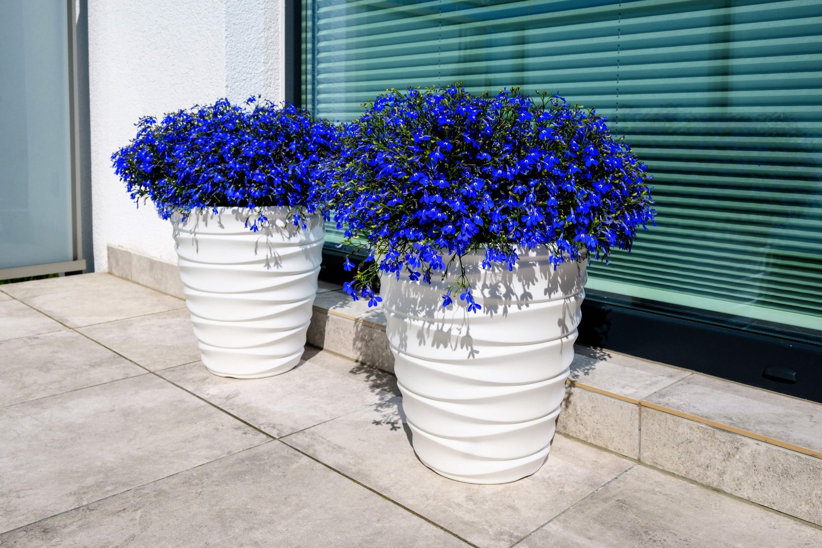 200 BLUE & WHITE HALF MOON LOBELIA Erinus Flower Seeds *Comb S/H