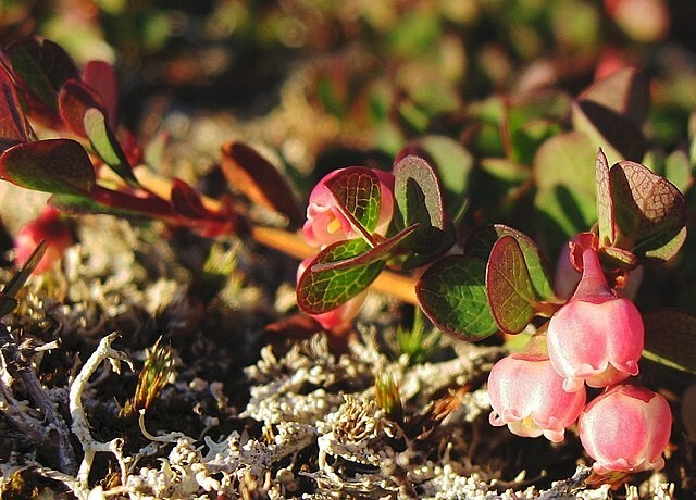 Vaccinium uliginosum | Alpine Blueberry | 10 Seeds