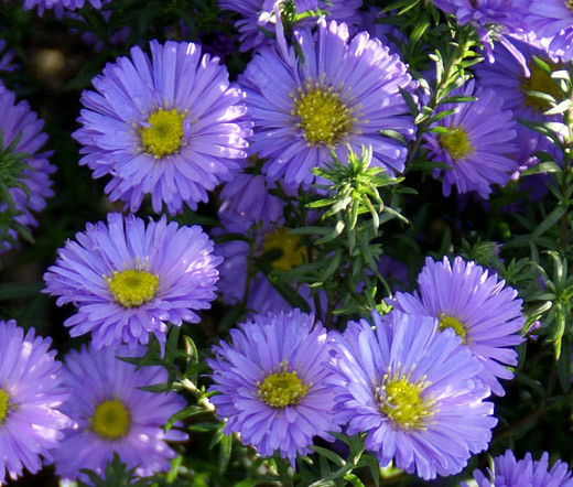 ERIGERON MACRANTHUS Erigeron Speciosus – 500 Bulk Seeds