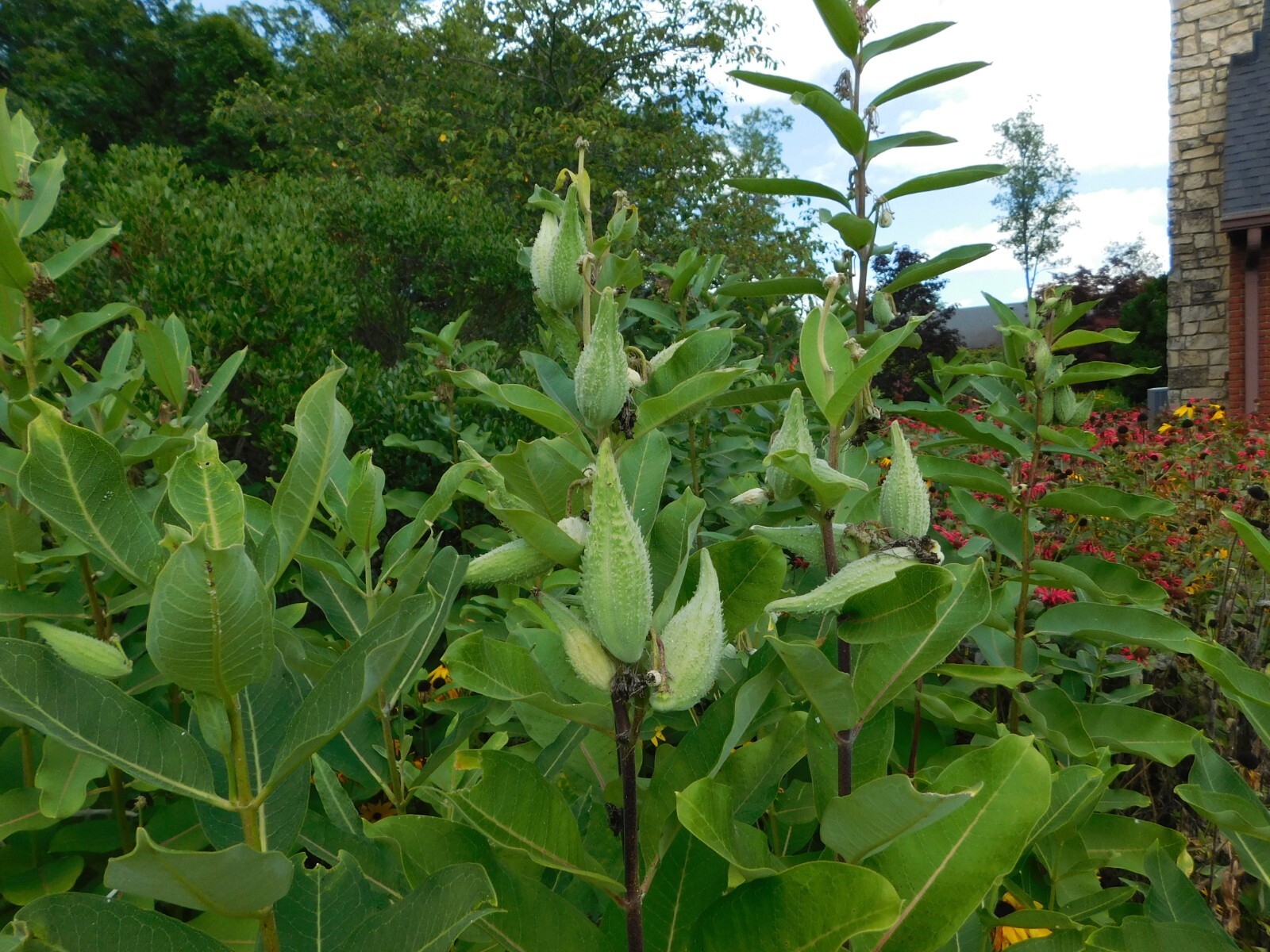 18 Common Milkweed Pods with Seeds, Asclepias Syriaca,2023 Fall Crop. Monarch H