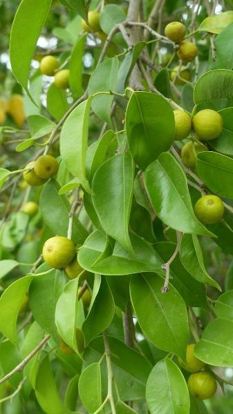 Ficus benjamina | Weeping or Benjamin Fig | Chinese Banyan | 500 Seeds