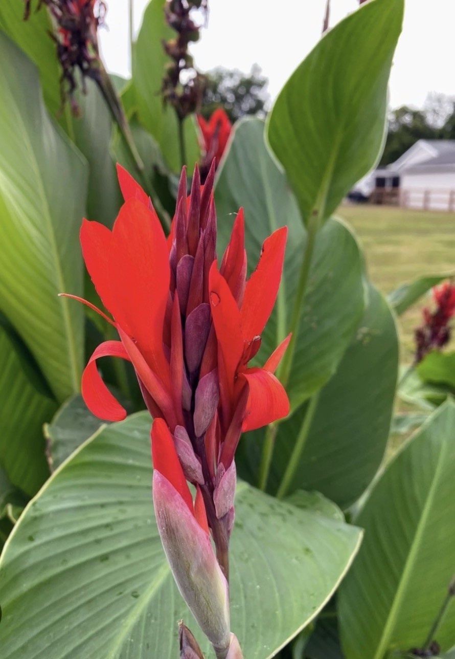 Canna Bulbs Red Jumbo Plants Tall Plants Lot Of (3) Green Leaf Lily Rhizomes