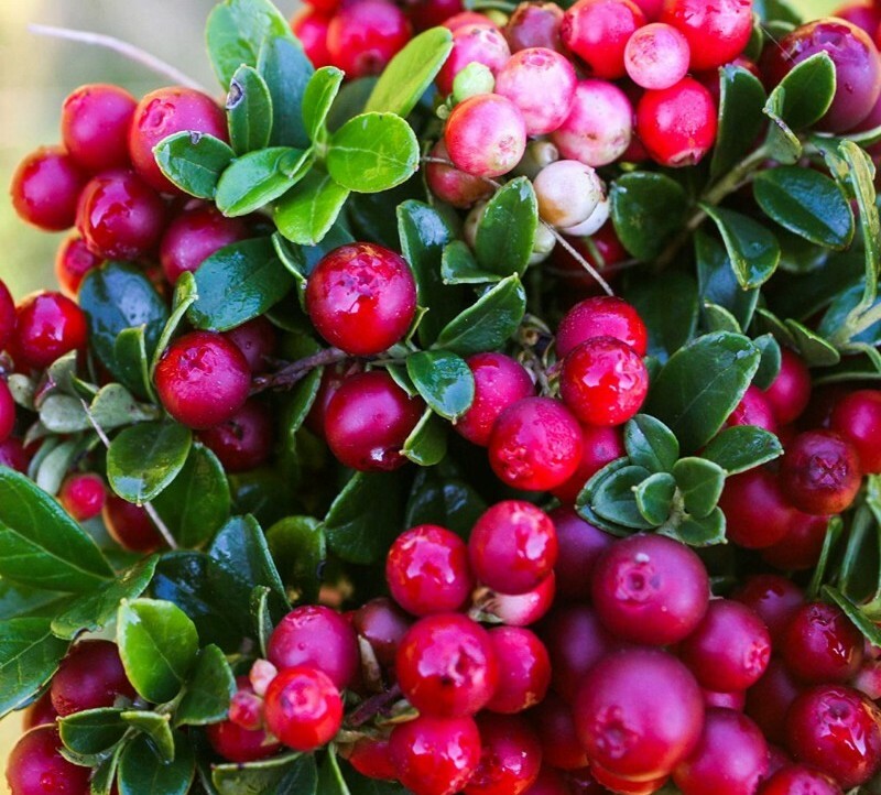 20+ Cranberry seeds USA SELLER