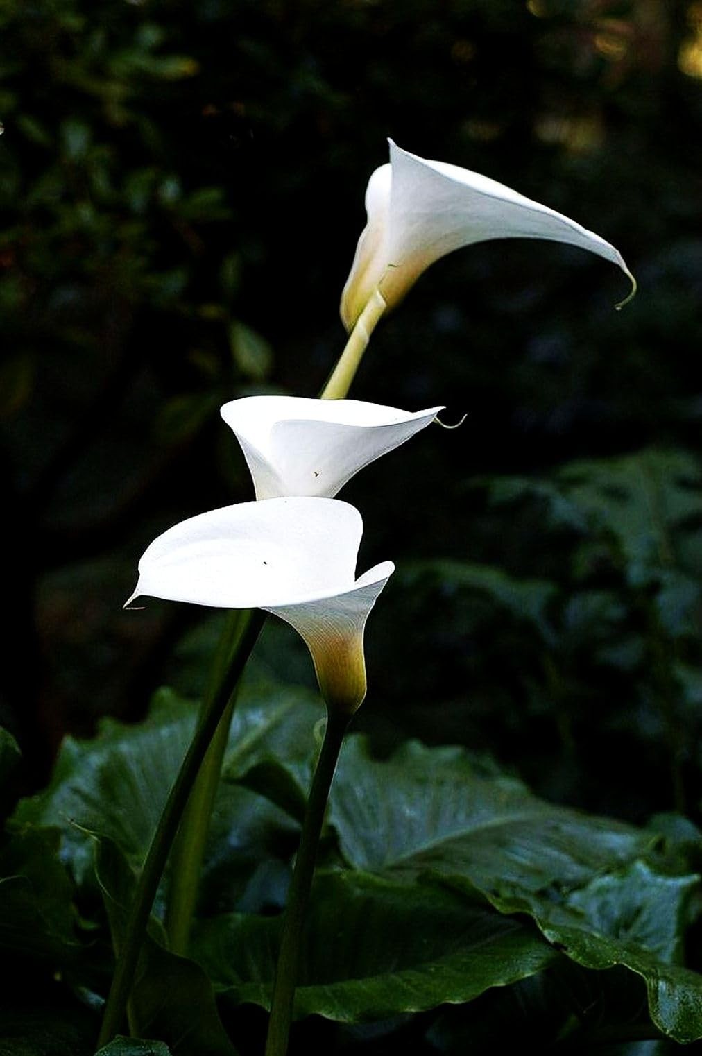 Calla Lily Seeds Beautiful Flowers – 100 Pcs Seeds
