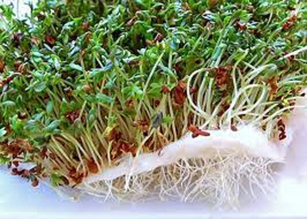 Alfalfa Sprout Seed, Sprouts, Heirloom, 500 Seeds, Micro Greens