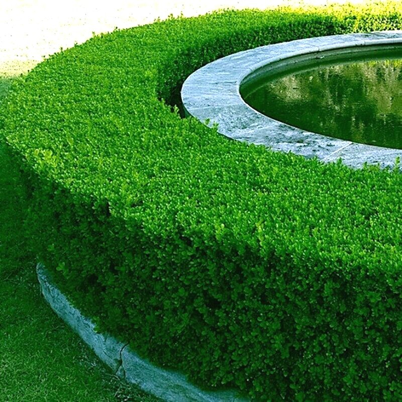 Common English Boxwood Tree Seeds (Buxus sempervirens) Hardy Landscaping Shrub