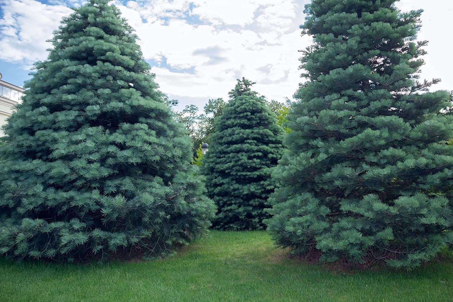 30 White Fir Seeds for Planting Abies concolor